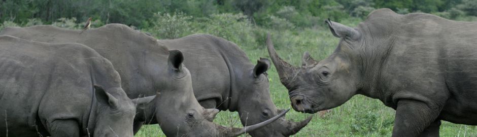 Mkuze-Falls-Game-Lodge-Rhino-banner-act