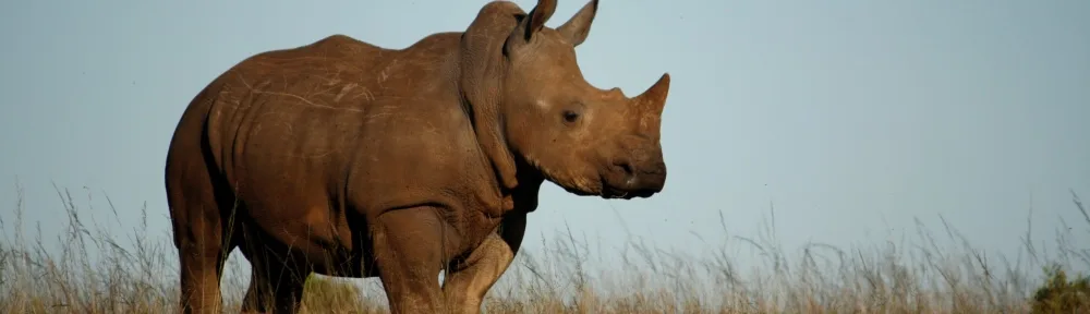banner_rhino2