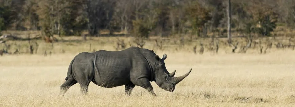 slider_rhino_davisons_hwange_banner slider_rhino_davisons_hwange_banner