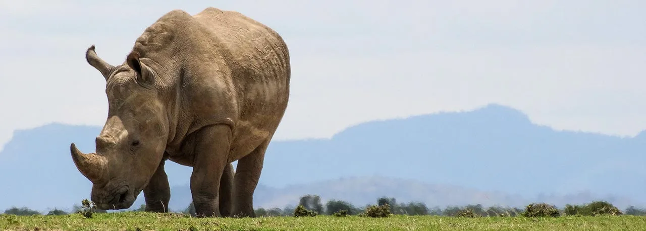 white-rhino_banner